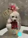 Regalo Detalle Sorpresa De Feliz Día Ferrero, Flor Y Oso