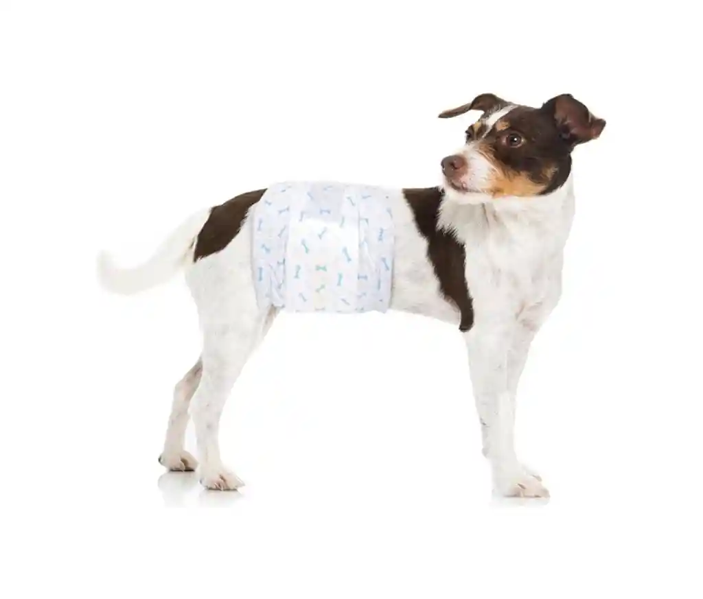 Pañal Macho Talla Xl Paquete Por 24 Und