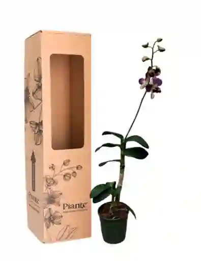 Orquídea Grandi Dendrobiums
