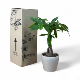 Pachira En Matera Taupe