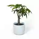 Pachira Mini En Matera Ceramica C10 Blanca