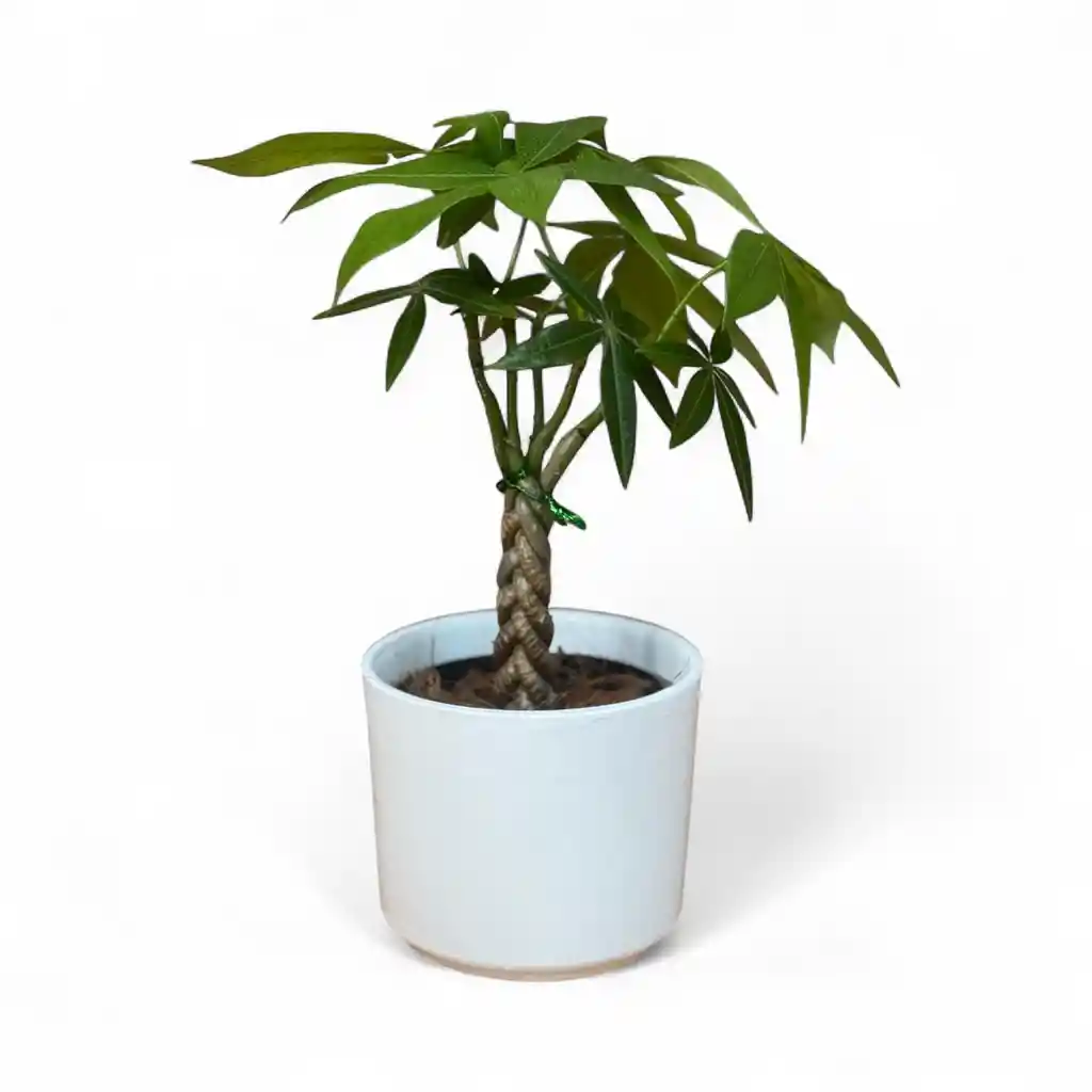Pachira Mini En Matera Ceramica C10 Blanca
