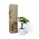 Pachira Mini En Matera Ceramica C10 Blanca