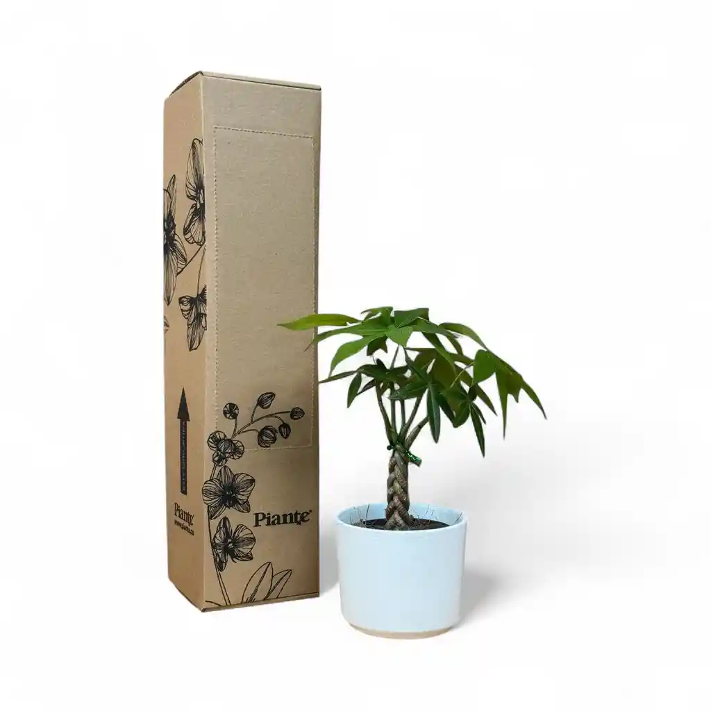 Pachira Mini En Matera Ceramica C10 Blanca