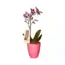 Orquidea Mediana Premium Morada En Matera Rosada