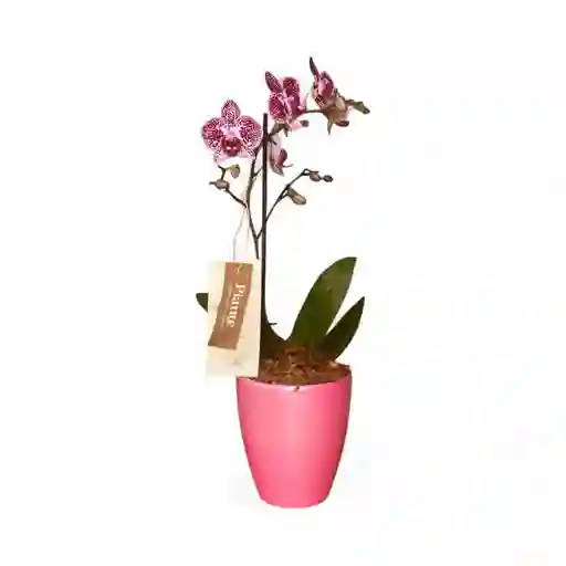 Orquidea Mediana Premium Morada En Matera Rosada