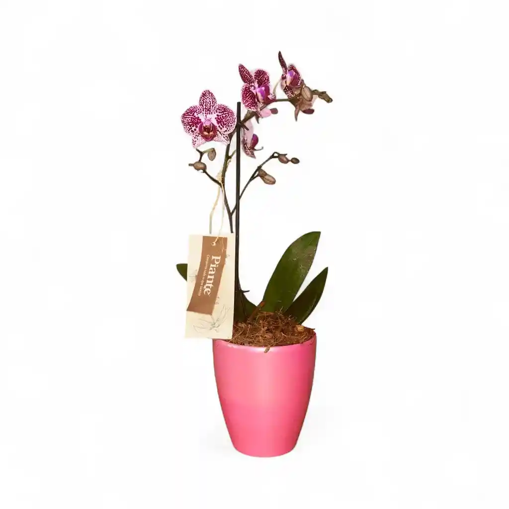 Orquidea Mediana Premium Morada En Matera Rosada
