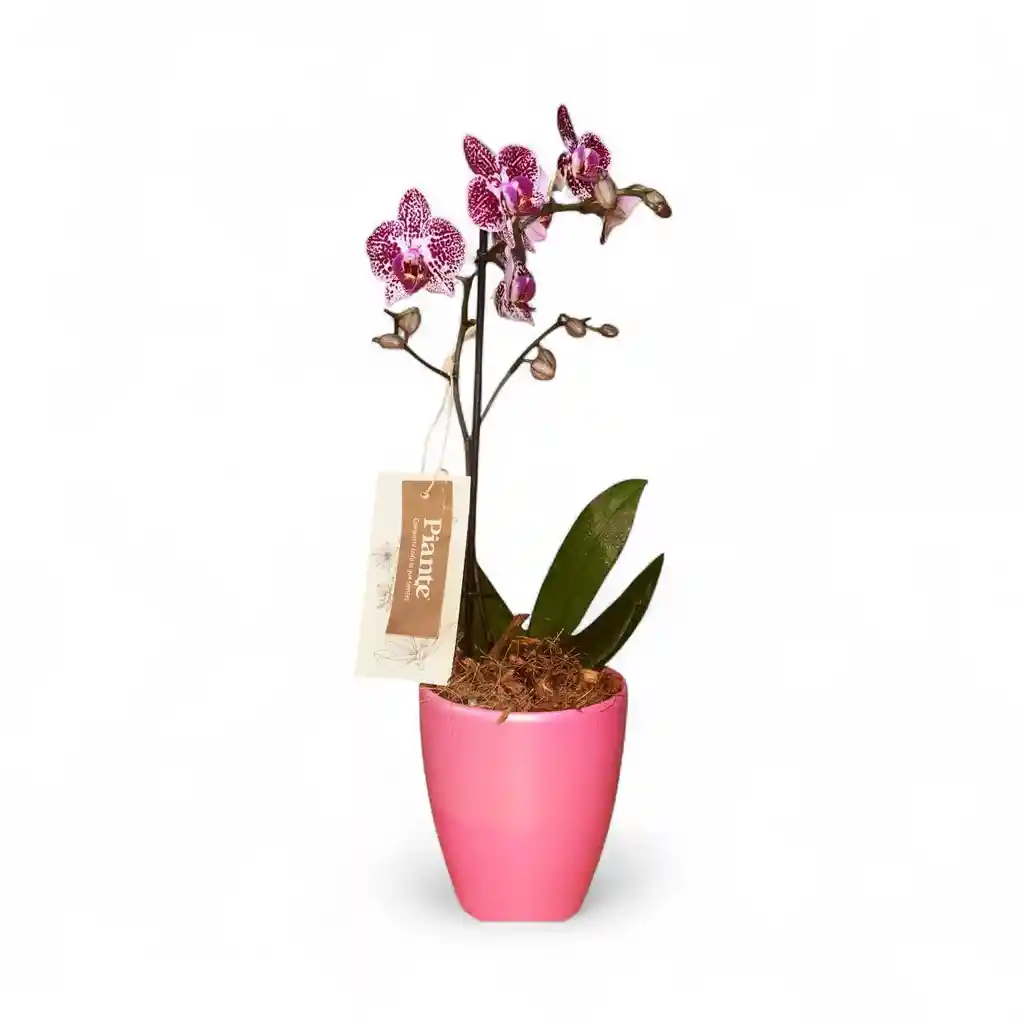 Orquidea Mediana Premium Morada En Matera Rosada