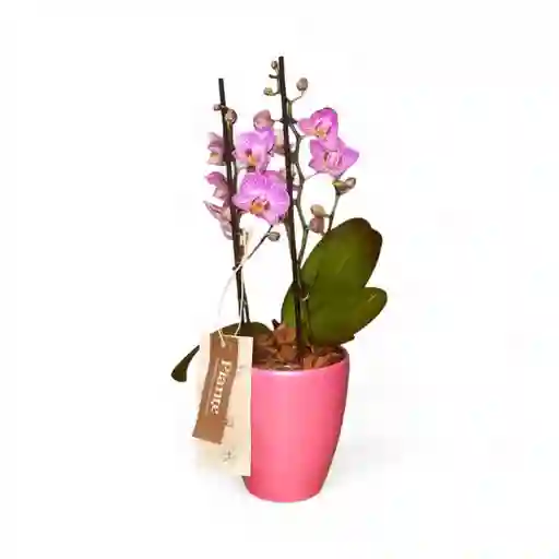 Orquidea Mediana Supreme Honeybee En Matera Ceramica Rosada