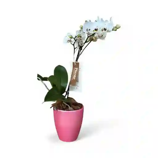 Orquidea Mediana Premium Sparkle En Ceramica Rosada