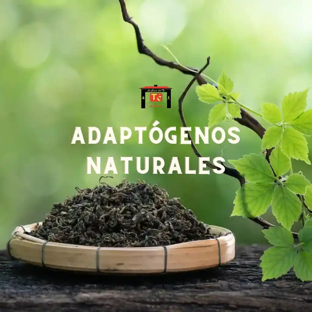 Ganoderma – Hongo Reishi