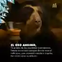 Java Lavado Grano 2,5kg