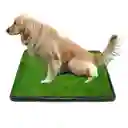 Tapete Entrenador Con Grama 76 Cm X 51 Cm Negro