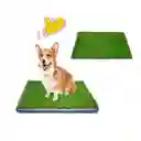 Tapete Entrenador Grande Mas Respuesto Mas Guante