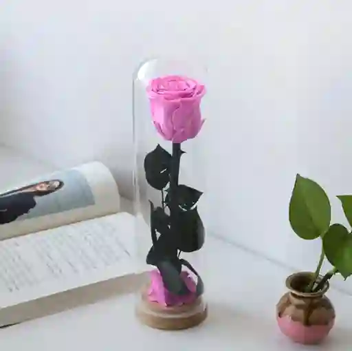 Rosa Preservada