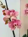 Orquidea Salmon Moteada X2 Tallos