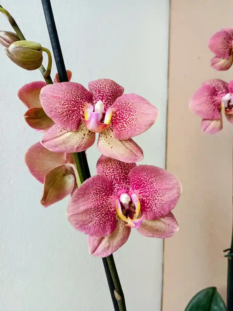 Orquidea Salmon Moteada X2 Tallos