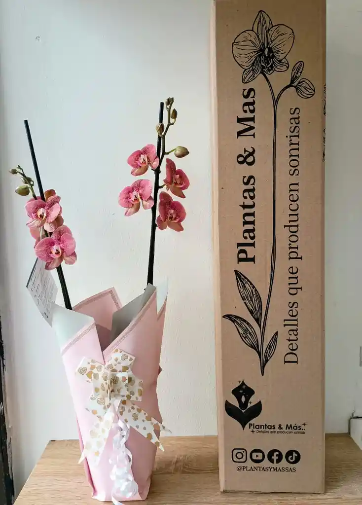Orquidea Salmon Moteada X2 Tallos
