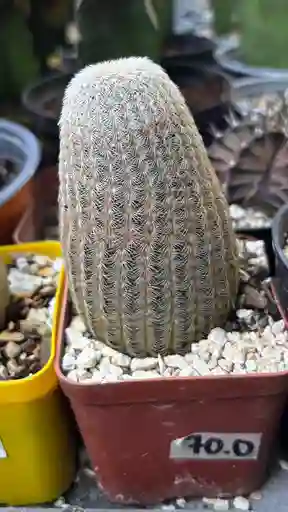Cactus Echinocereus Rigidissimus