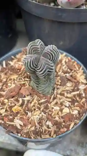 Suculenta Crassula Templo De Buda
