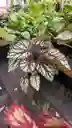Begonia Rex