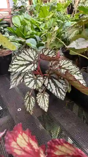 Begonia Rex