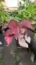 Begonia Rex