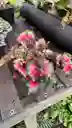 Begonia Rex