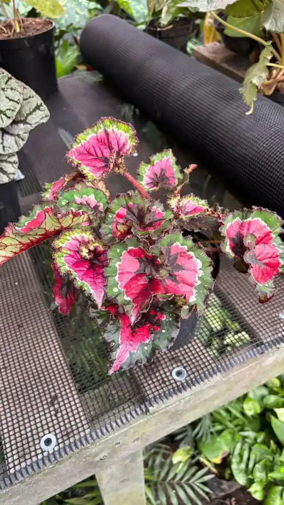 Begonia Rex