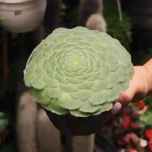 Rosa De Jerico