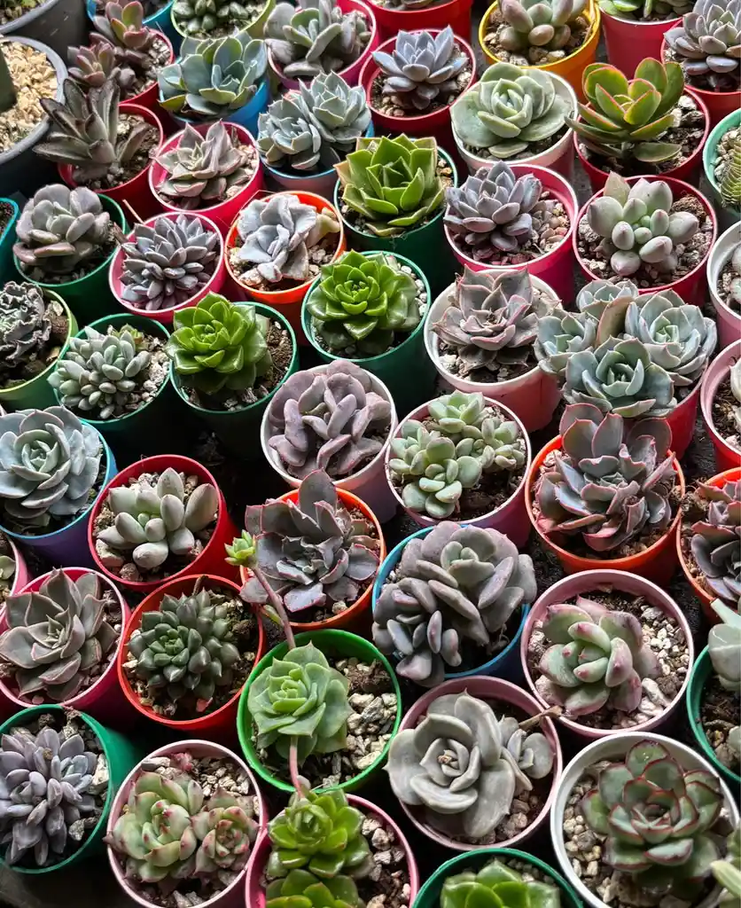 Suculenta Mini