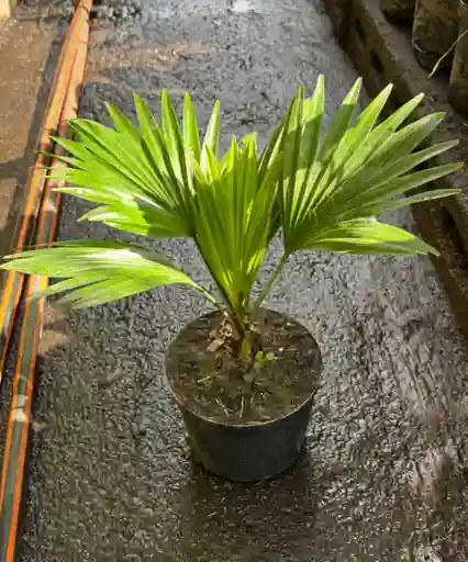Palma Livistona