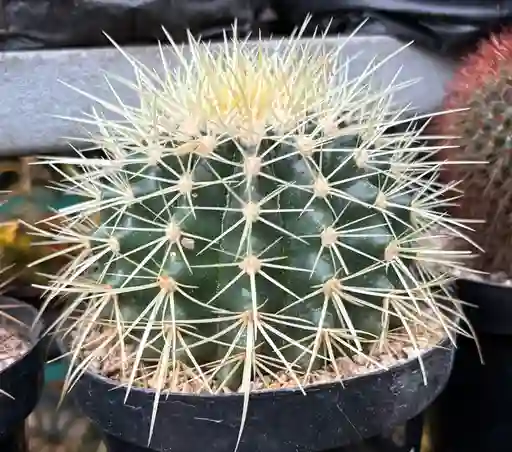 Cactus Echinocactus Grusonii (colchon De Suegra)
