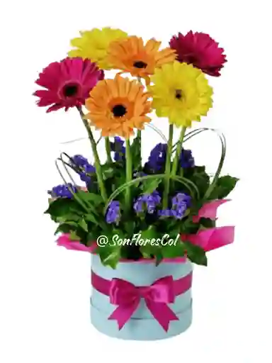 Serenata Fucsia(gergebras, Flores)