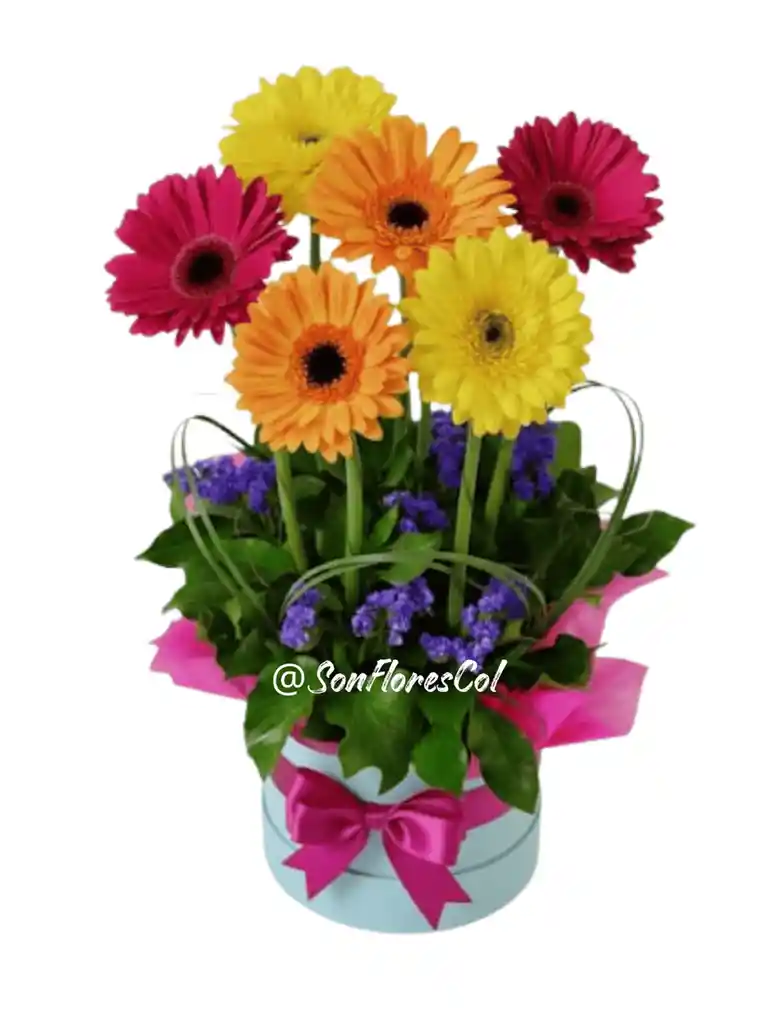 Serenata Fucsia(gergebras, Flores)