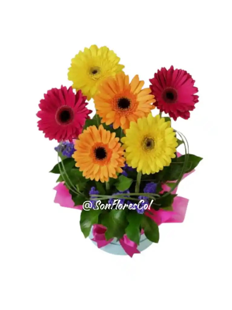 Serenata Fucsia(gergebras, Flores)