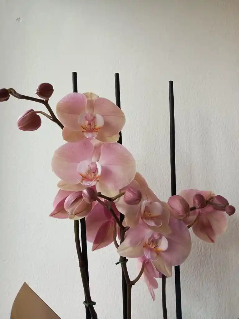 Orquidea Rosa Claro X3 Tallos