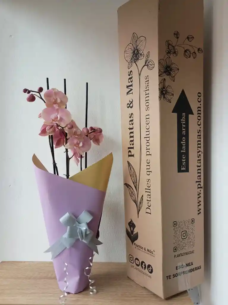 Orquidea Rosa Claro X3 Tallos