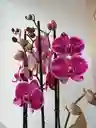 Orquidea Blanca-morada X3 Tallos
