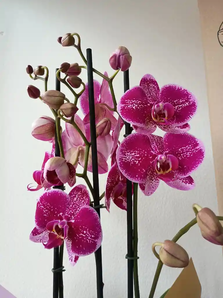 Orquidea Blanca-morada X3 Tallos