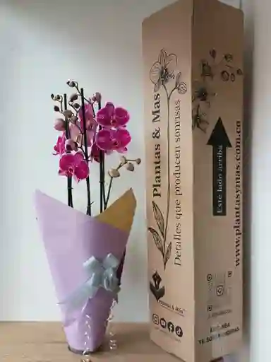 Orquidea Blanca-morada X3 Tallos