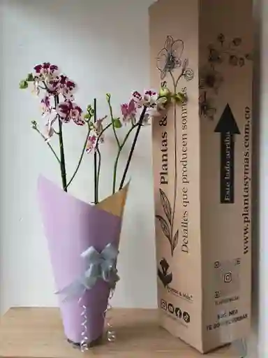 Orquídea Blanca Pintada X3 Tallos