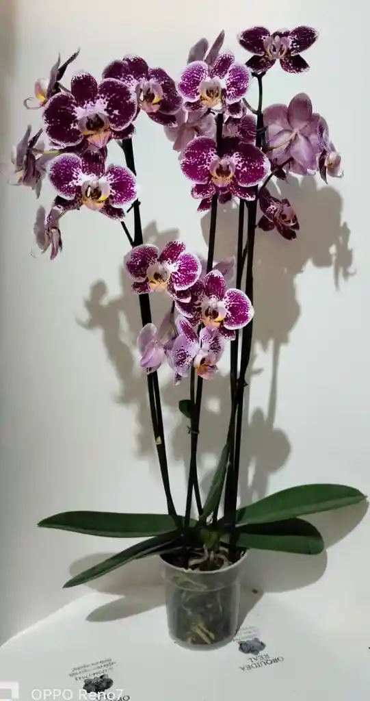 Orquidea Phalaenopsis 4 Varas Florales Morada