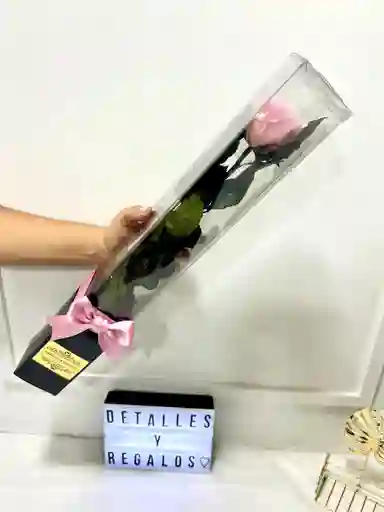 Rosa Premium Eterna O Preservada En Caja De Regalo Acetato