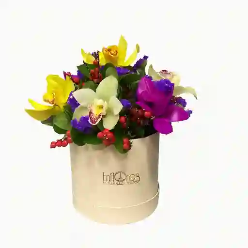 Caja De Orquídeas Cymbidium – Elegancia Natural En Cada Detalle
