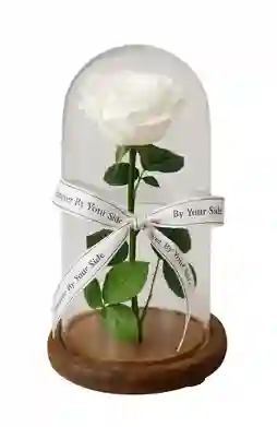 Rosa Eterna Blanca En Cúpula De Vidrio