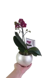 Orquidea Medi Color Disponible Con Matera Cerámica