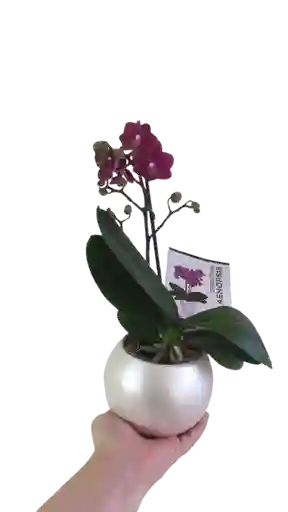 Orquidea Medi Color Disponible Con Matera Cerámica