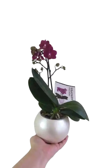 Orquidea Medi Color Disponible Con Matera Cerámica