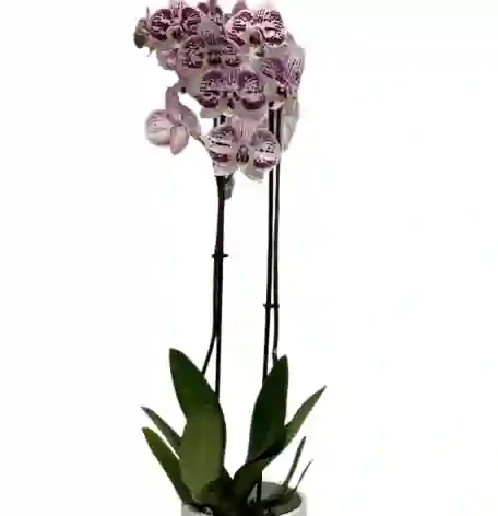 Orquídea Bella De Dos Varas